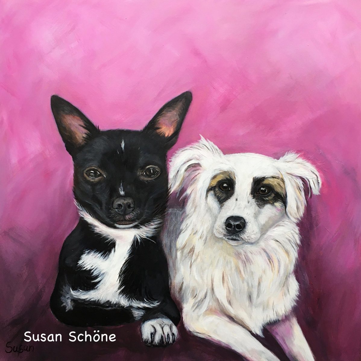 Chihuahua & Kroatischer Hütehund