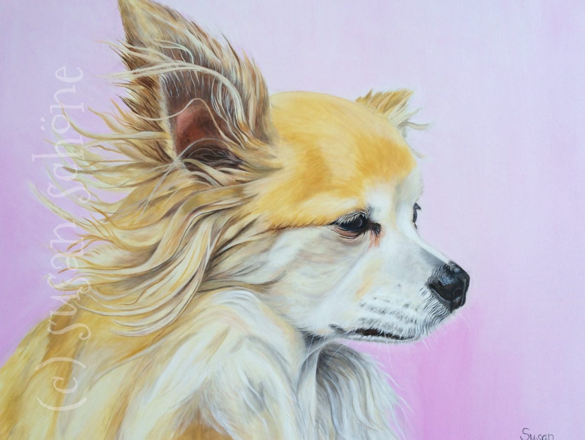 Chihuahua