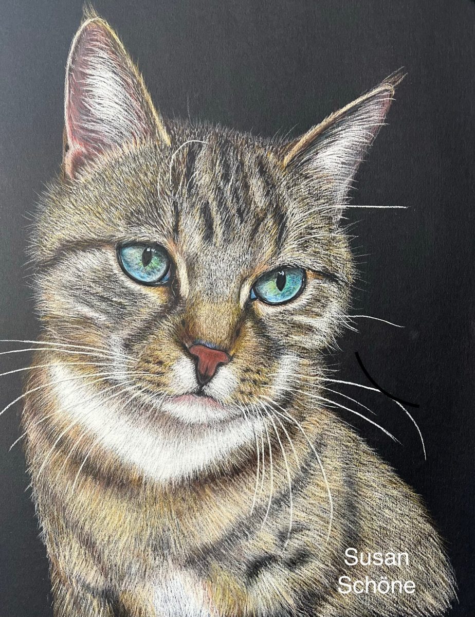 Hauskatze
