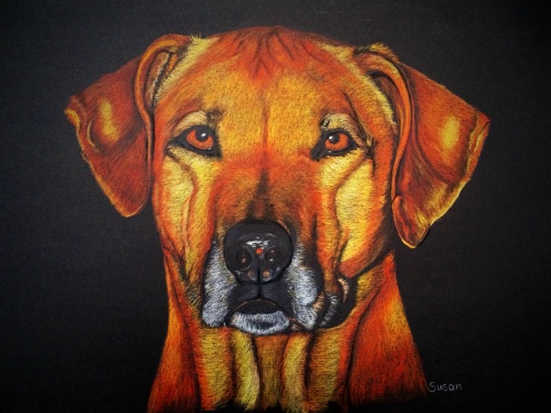 Rhodesian Ridgeback