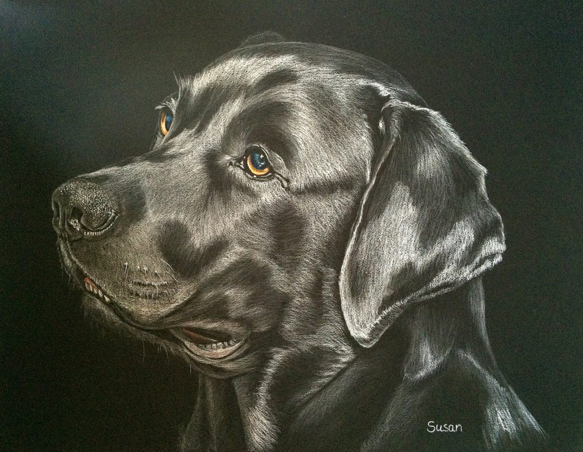 Labrador
