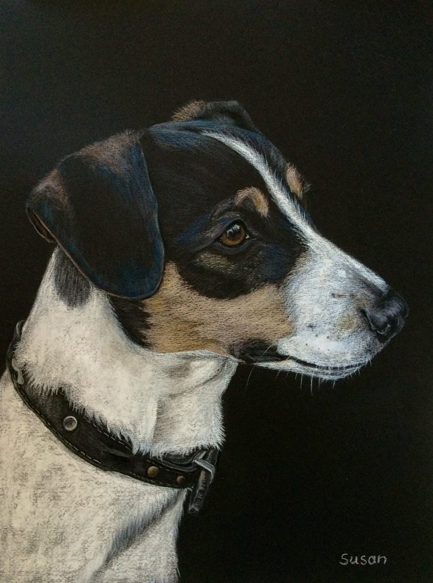 Jack Russell Terrier