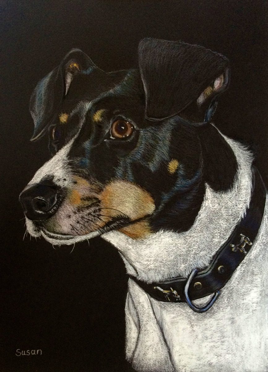 Jack Russell Terrier