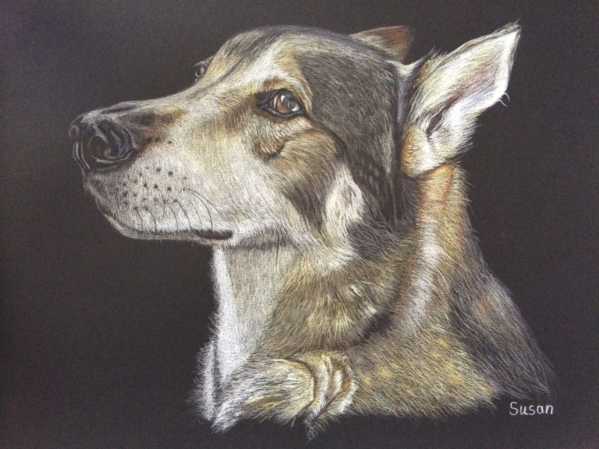 Schäferhund-Husky