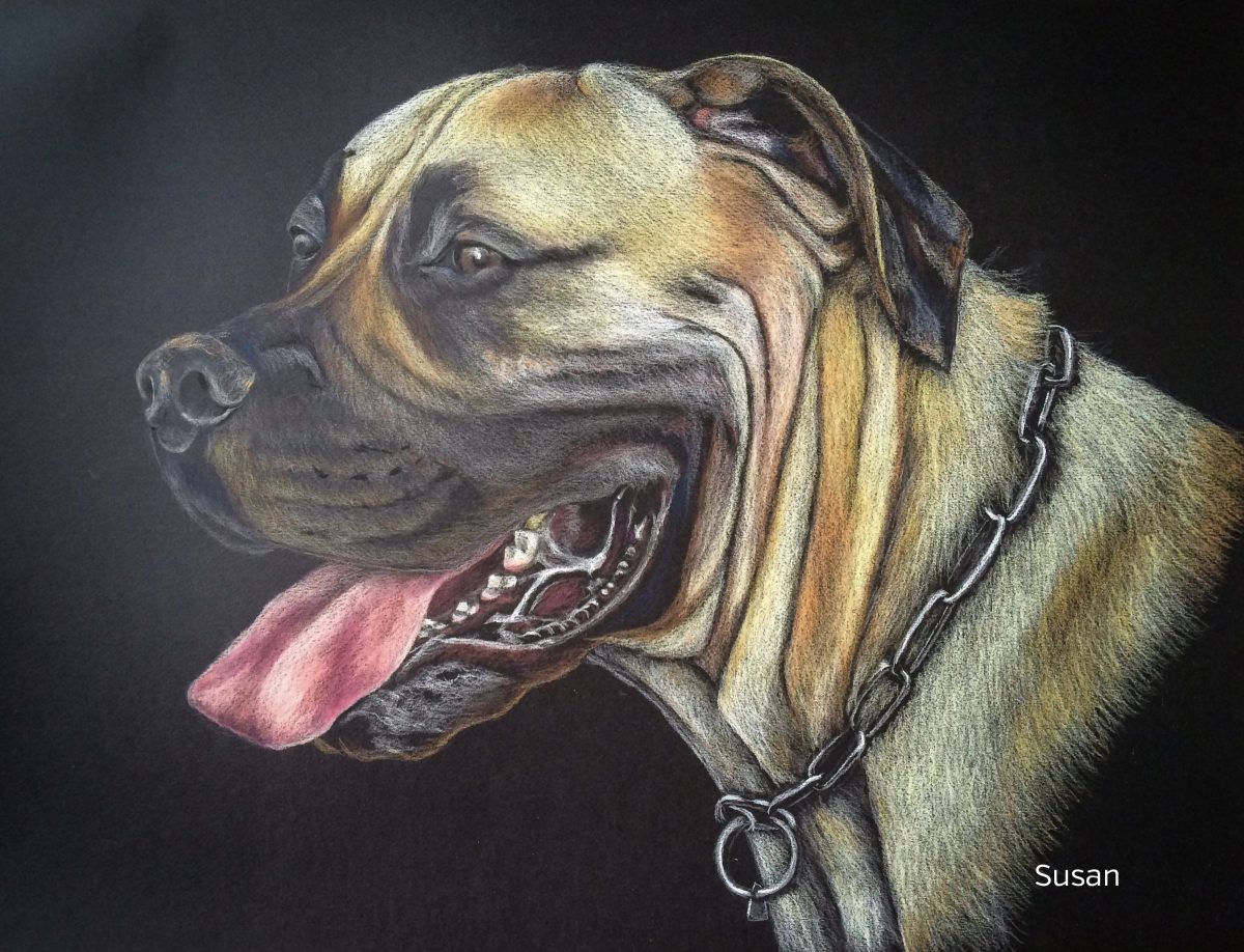 Boerboel