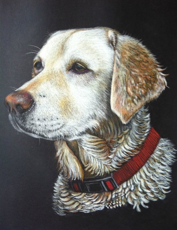 Labrador