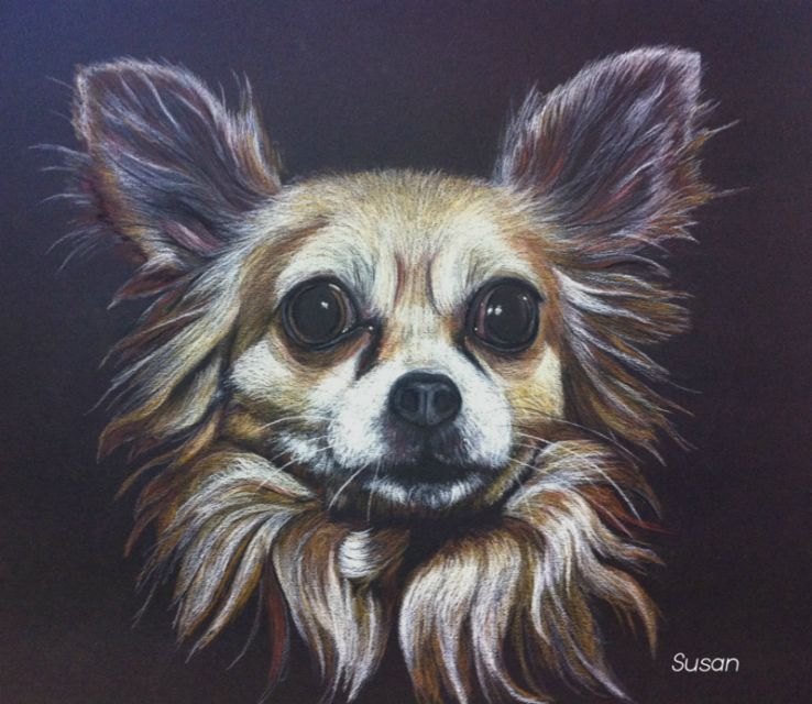 Chihuahua
