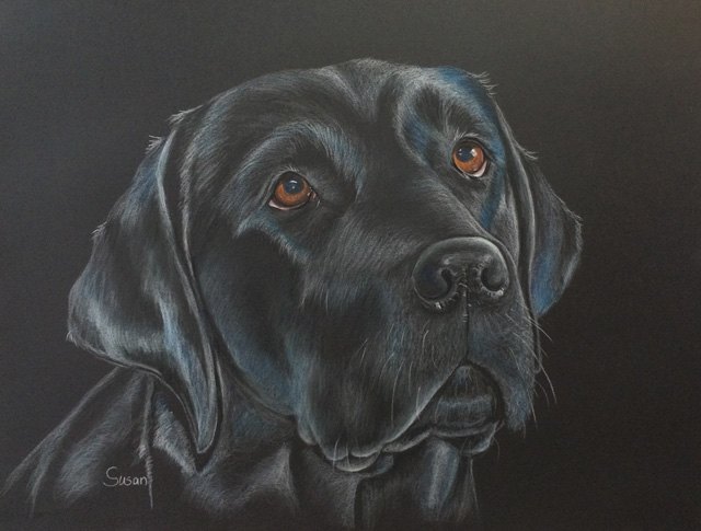 Labrador