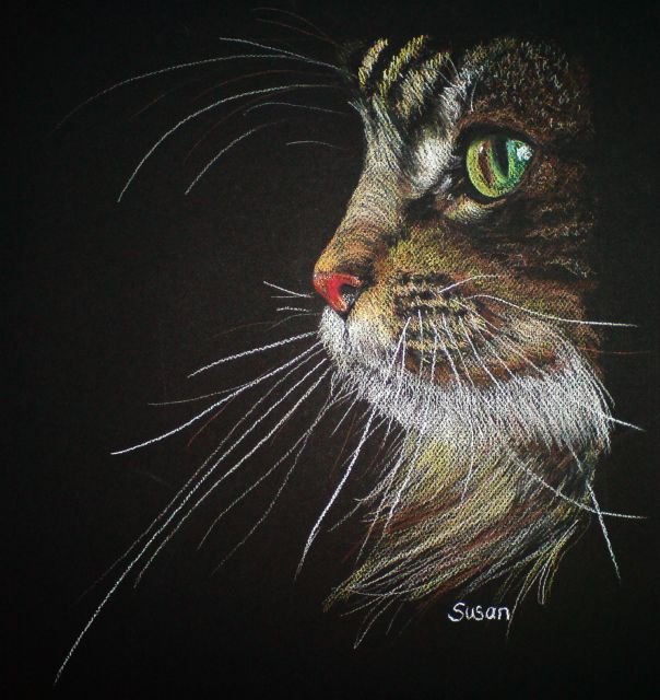 Maine-coon