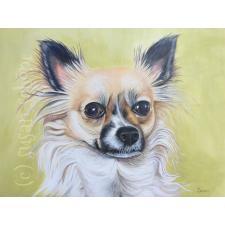 Chihuahua