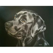 Labrador