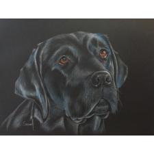 Labrador